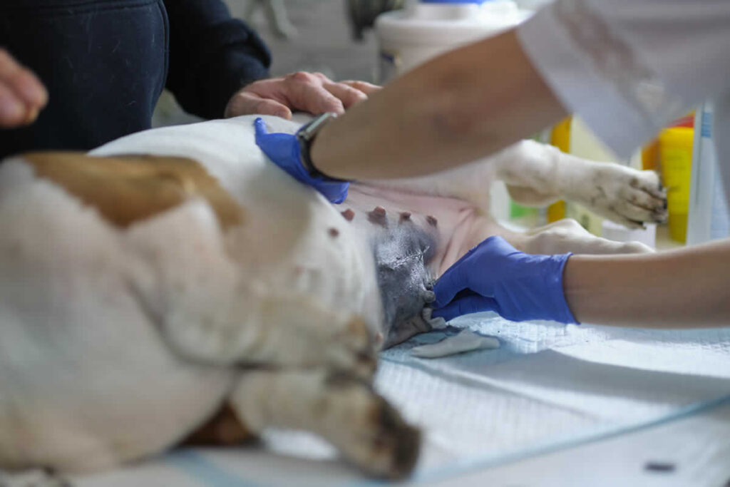 MITOS SOBRE LA ESTERILIZACIÓN